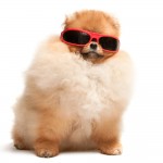 Fluffy dog wearing sunglasses